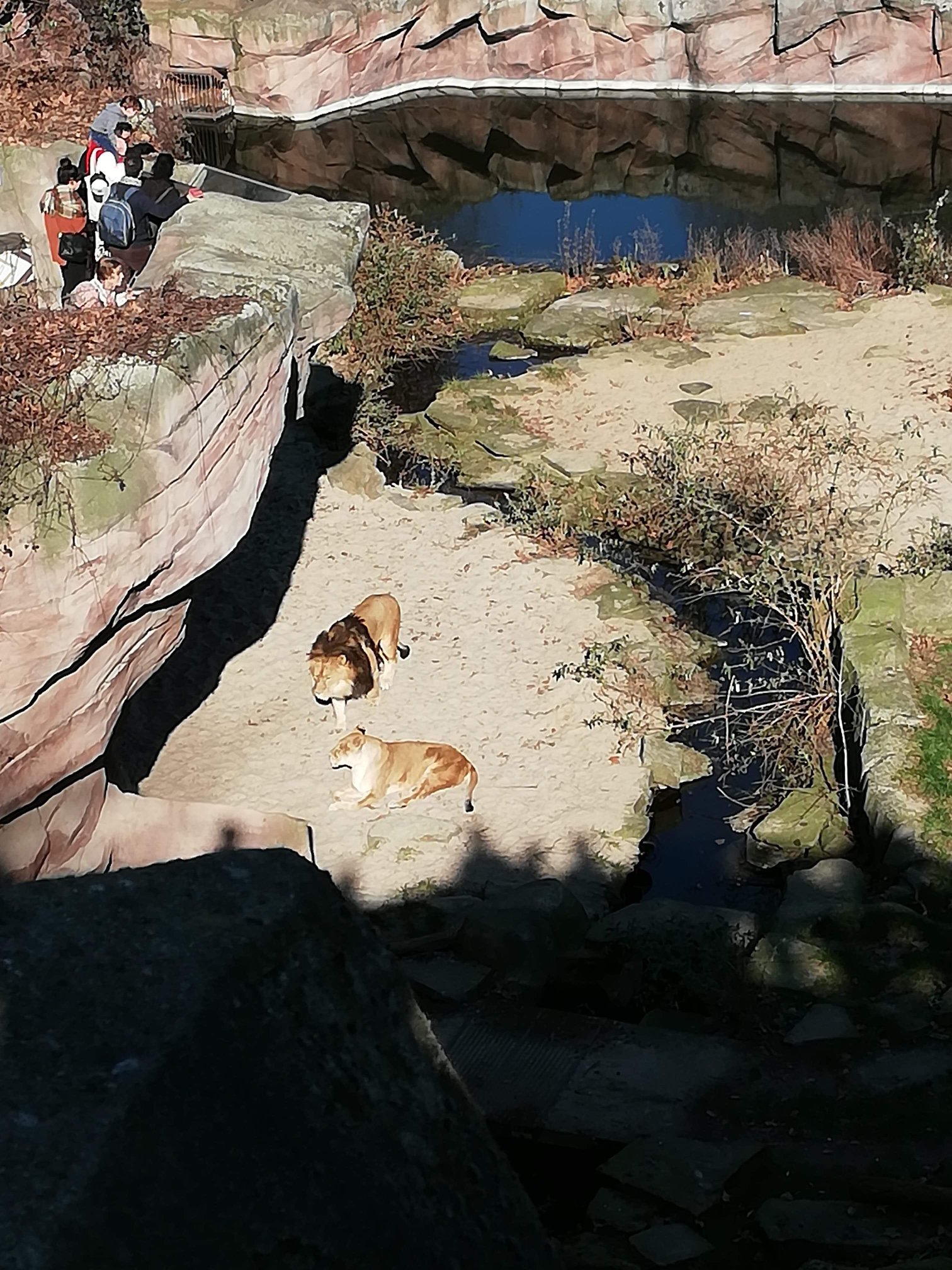 Sint-Martinus den XIIde - Zoo Antwerpen Kapoenen